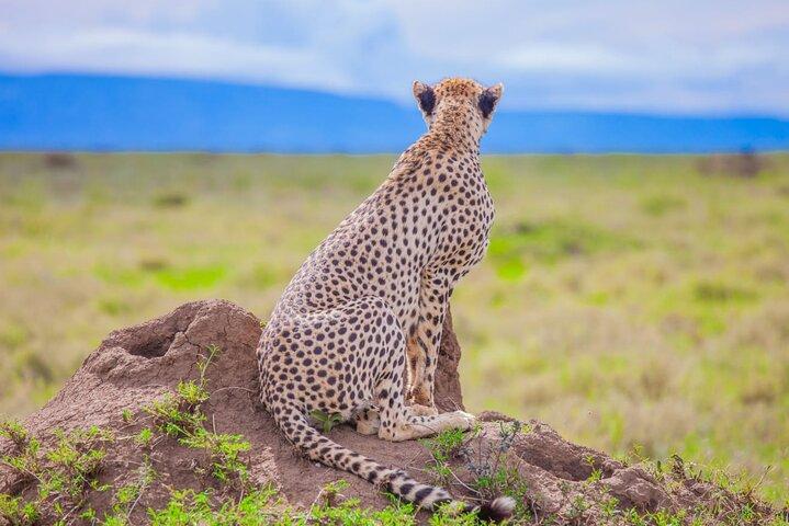 Big Five Classic Safari in Tanzania **Sustainable Travel approach