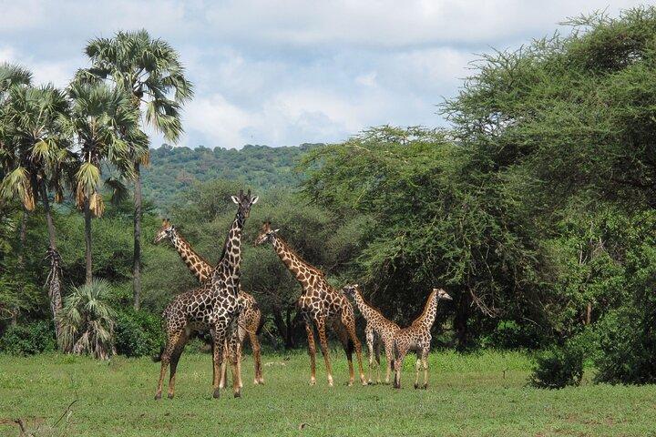 African Safari At Serengeti National Park