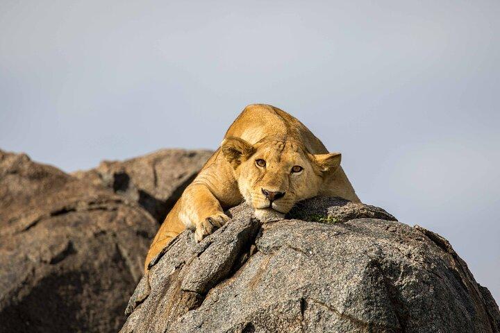 African Safari At Serengeti National Park