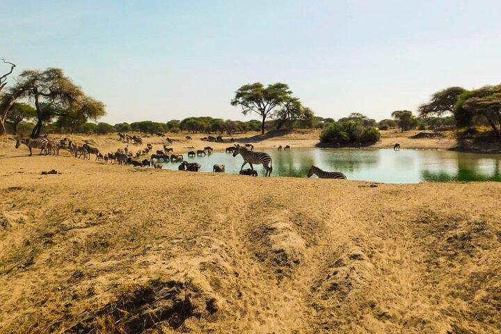 5 Days Mid-Range Lodge Safari To Lake Manyara , Serengeti & Ngorongoro.