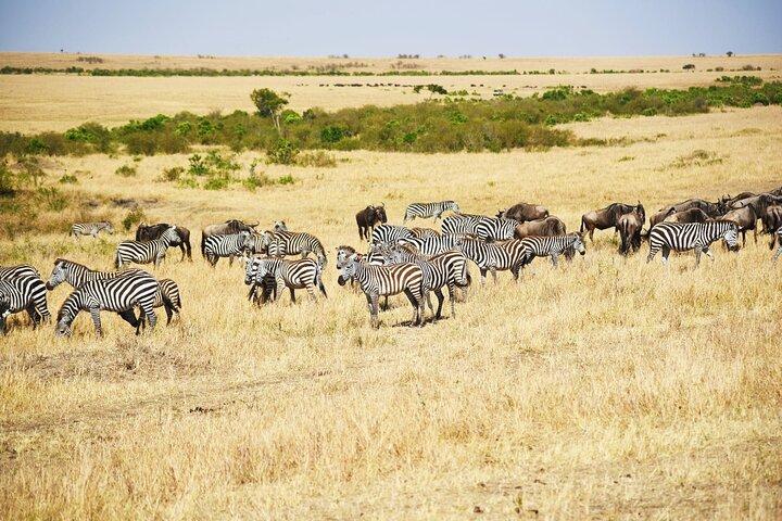 4-Day 3-Night Masai Mara Reserve Only Guided Safari