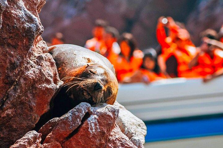 Full Day Tour From Lima: Paracas and Huacachina Oasis
