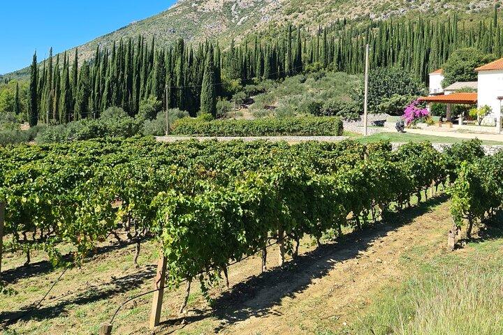 Konavle Gastro & Culture Tour (Private Tour)