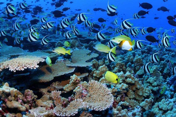 Negril Glass Bottom Boat Tour Snorkeling and Booby Cay