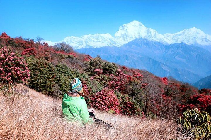 From Pokhara: 5-Day Ghorepani Poon Hill & Ghandruk Village Trek