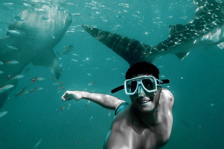 Dolphin Watching & Snorkeling
