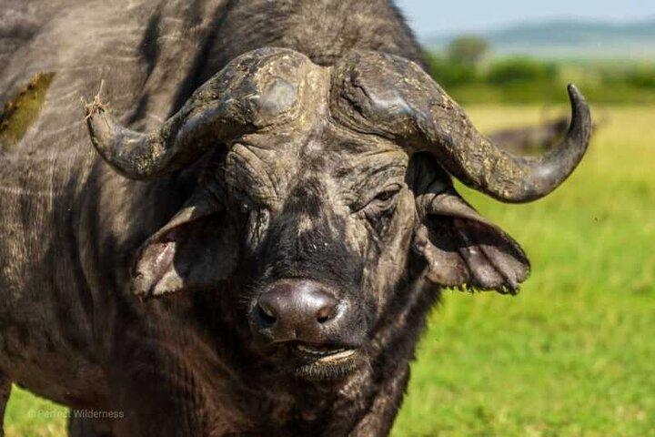 Day tour to Olpejeta Conservancy from Nairobi