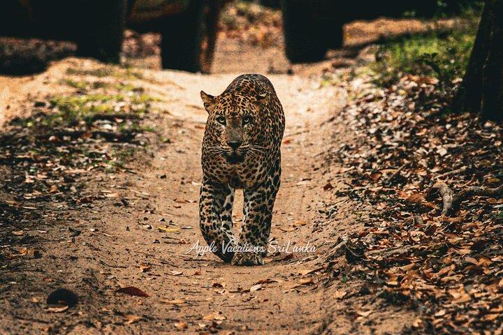2 Day Tour to Minneriya & Wilpattu National Park From Colombo