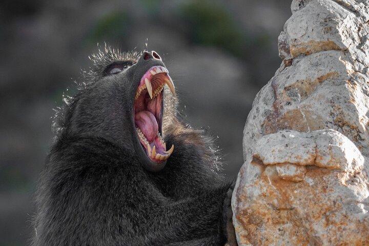 Cape Peninsula & Penguins Private Day Tour, Entrances Included.