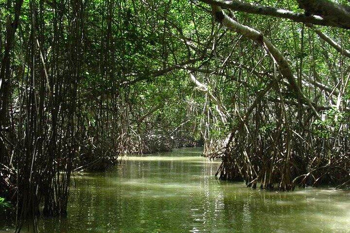 Boat Trip to the Biosphere Reserve in Celestún from Mérida