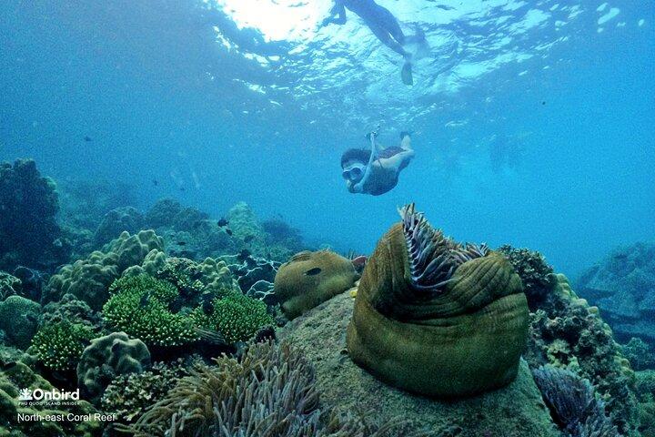 PRO-SNORKELING to Explore Hidden Coral Reefs (MAX 10 PAX)
