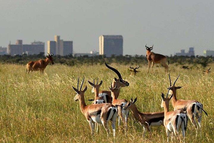 Private Tour to Nairobi National Park and the Karen Blixen Museum