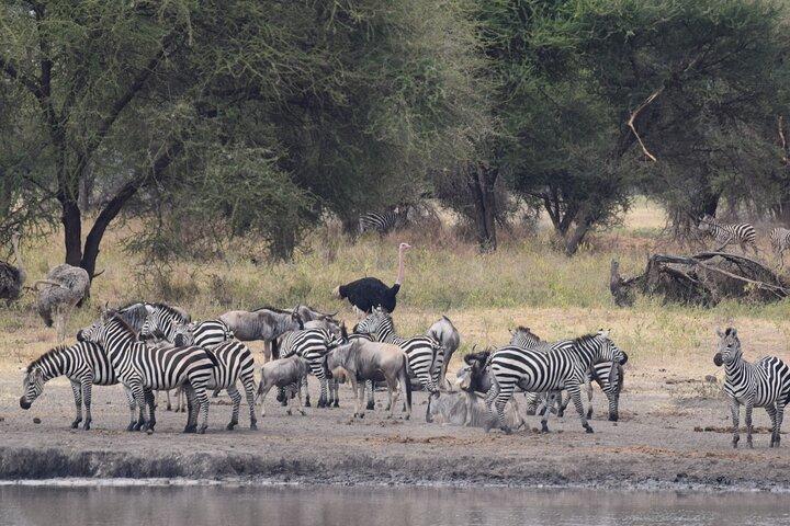 9 day round trip Serengeti-Great Migration and Lake Natron