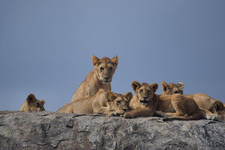 9 day round trip Serengeti-Great Migration and Lake Natron
