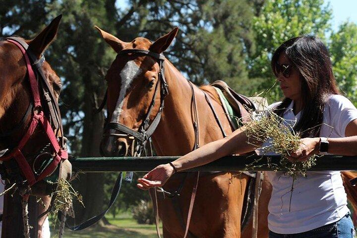 Horseback Riding and Polo in Buenos Aires