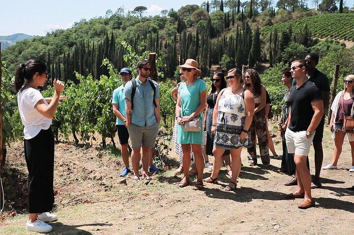 Chianti Wine Tour: Two Wine Tastings, Vineyards and Cellar Visit