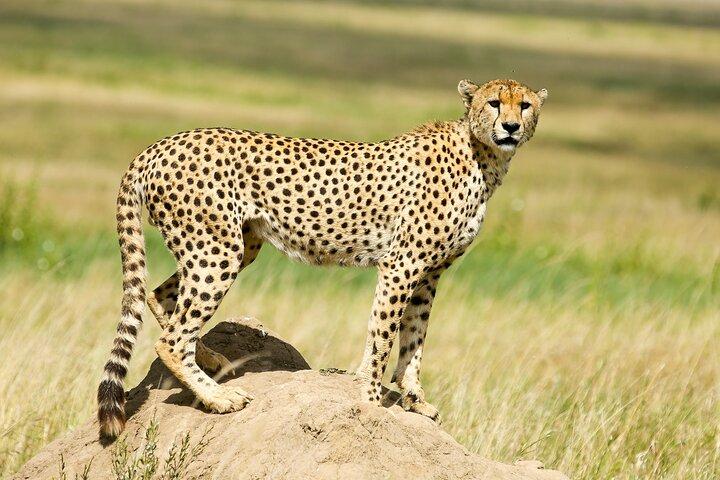 9 Days Great Migration Safaris with Kojuu Safaris Africa-Luxury.