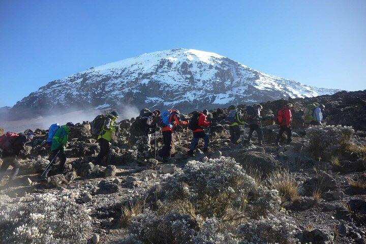 7 Day Kilimanjaro Climbing Via Lemosho Route