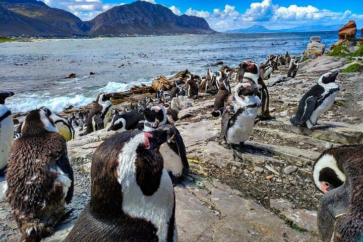 Cape Agulhas: Where Indian Meets Atlantic — Private Full-Day Tour