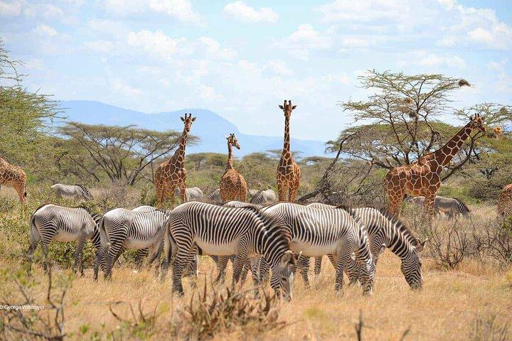 3 Days Samburu National Reserve Private Safari Package