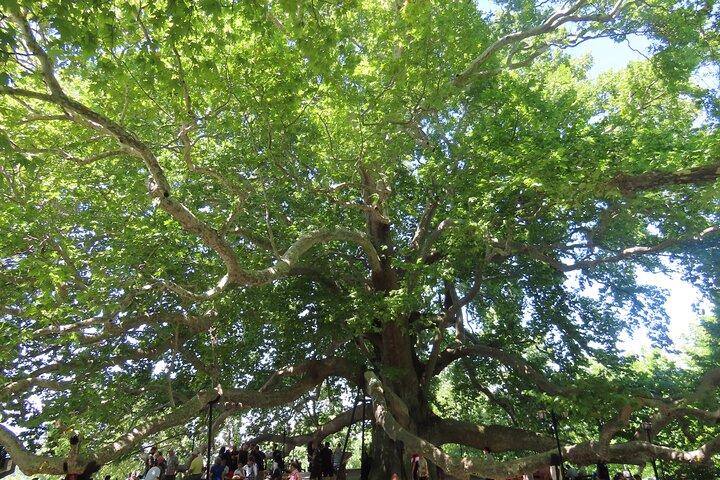 Bursa & Uludag Nature Tour with Lunch Cable Car and Pick Up
