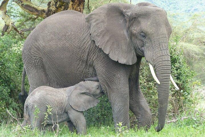 5 Days Tanzania Wildlife Safari Private Tour