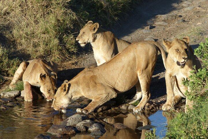 5 Days Tanzania Wildlife Safari Private Tour