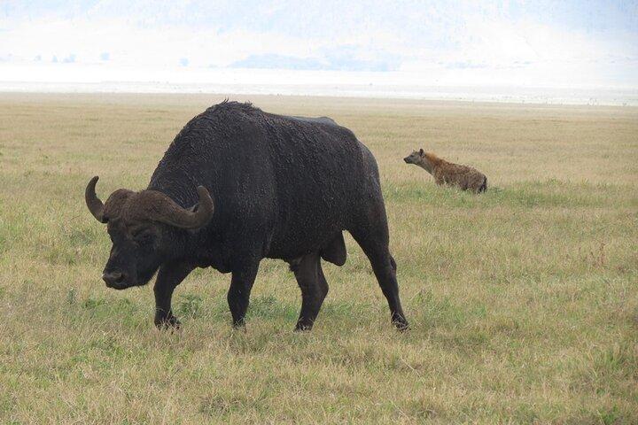 5 Days Tanzania Wildlife Safari Private Tour