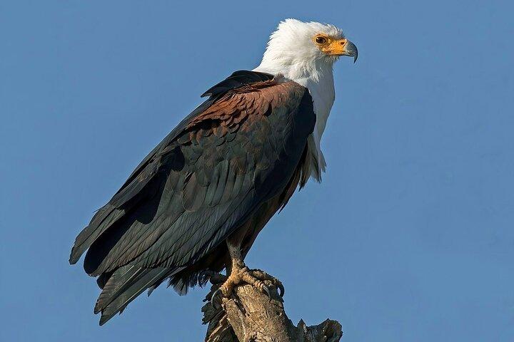 Bird Watching Tour To Nairobi National Park