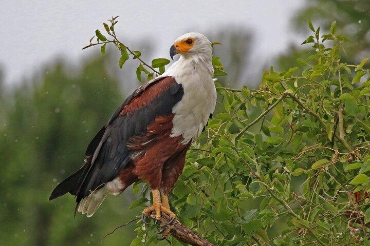 Bird Watching Tour To Nairobi National Park
