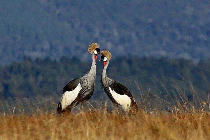 Bird Watching Tour To Nairobi National Park
