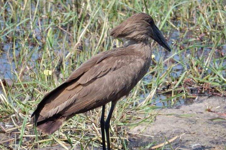 Bird Watching Tour To Nairobi National Park