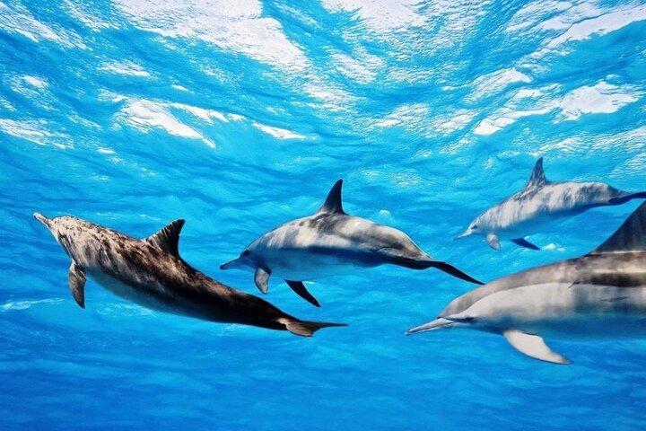 Mauritius : Dolphins Swim and Ile Aux Bénitiers with BBQ