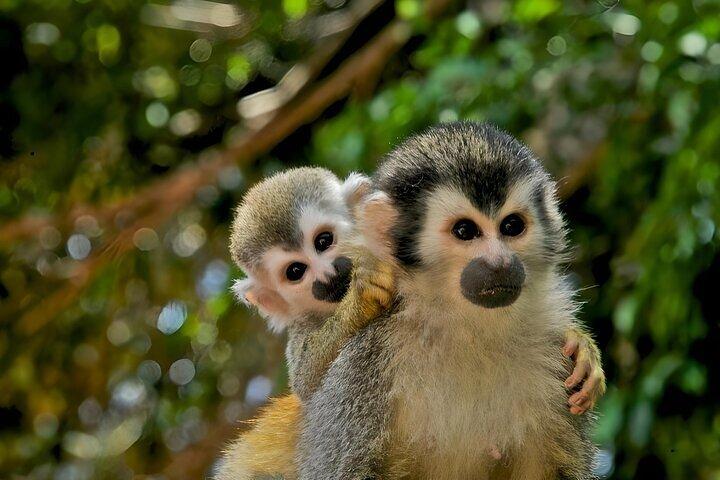 Jungle Adventure & Gatun Lake Cruise with Panama Vibes Tours