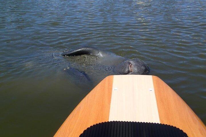 Dolphin and Manatee Adventure Tour of Merritt Island
