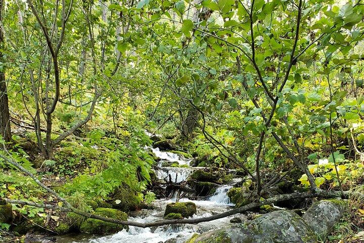Ultimate Anchorage Summer Wildlife Tour