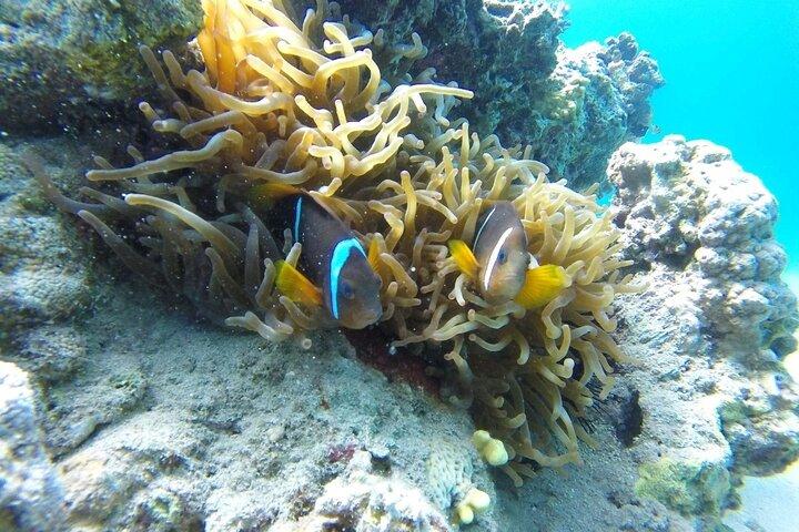Snorkeling Trip with pick up ( beach)