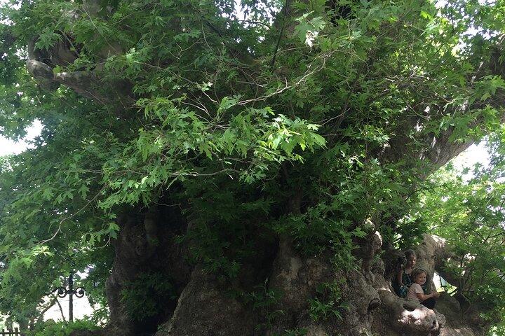 Explore the Real Crete-Zeus’s Cave - Villages-Olive Oil Factory
