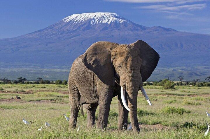 3 Days Amboseli National Park Magical Safari
