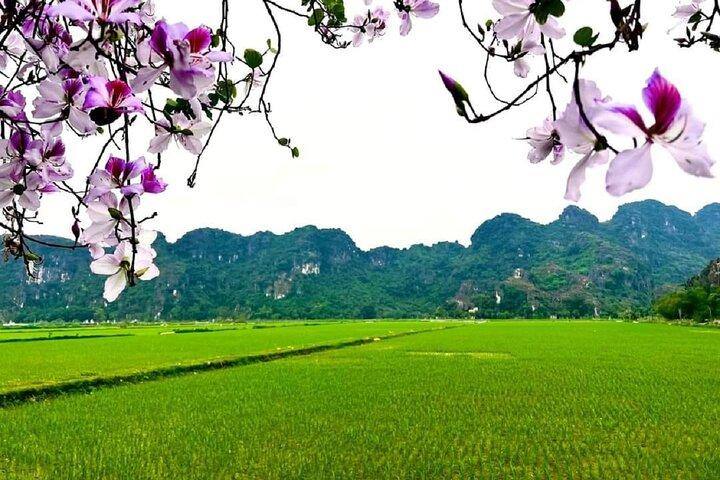 Full Day From Hanoi - Ninh Binh - Hoa Lu - Tam Coc - Mua Cave