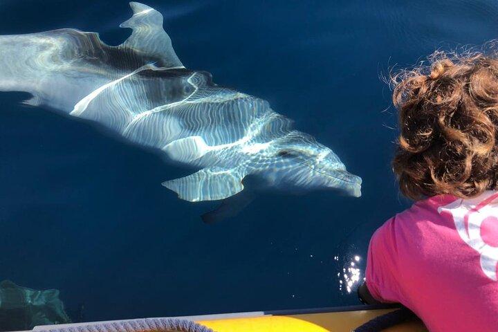 Dolphin Watching Boat Tour from Olbia