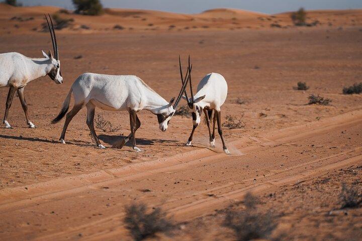 Dubai Red Dunes Safari: Dune Bashing, Camel Ride & Breakfast