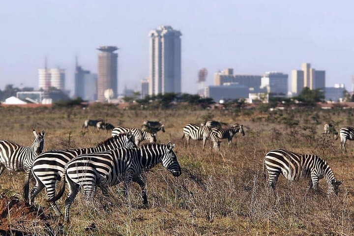 Layover Tour To Nairobi Park and Giraffe center in Nairobi Kenya