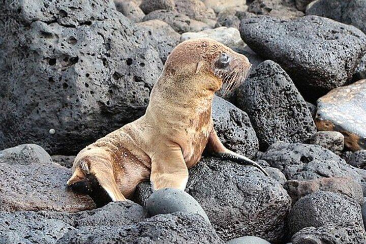 Lobos Island and Ochoa Beach Day Tour: Snorkeling & Wildlife