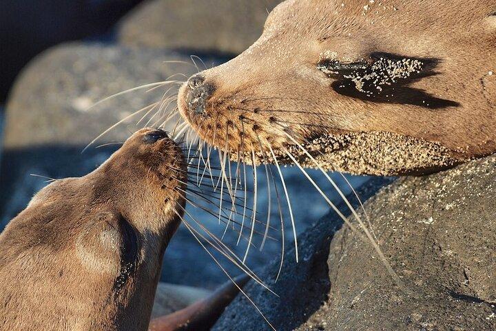 Lobos Island and Ochoa Beach Day Tour: Snorkeling & Wildlife