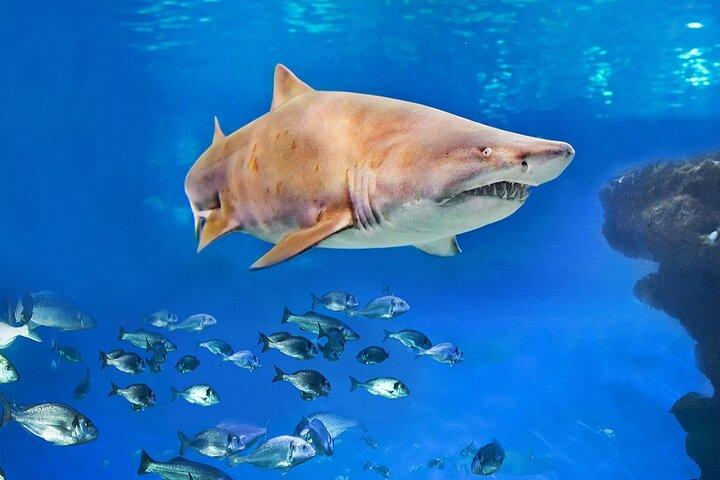 Ticket Palma Aquarium