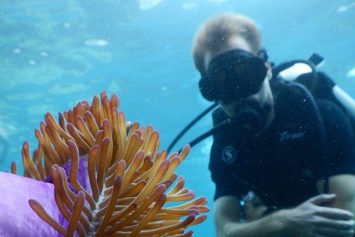 Koh Tao VIP Snorkelling Tour