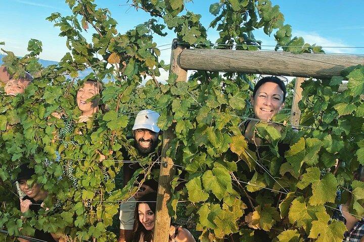 West Kelowna with Wine Tour Guide, Cherry! Afternoon tours.