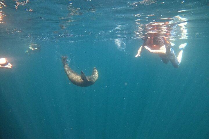 Espiritu Santo Island and sea lions