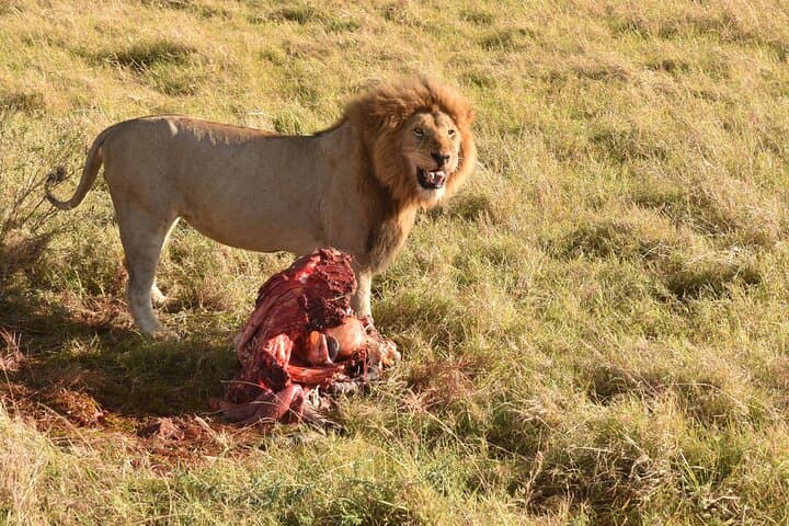 3 Days Gamedrive Safari In Masai Mara From Nairobi